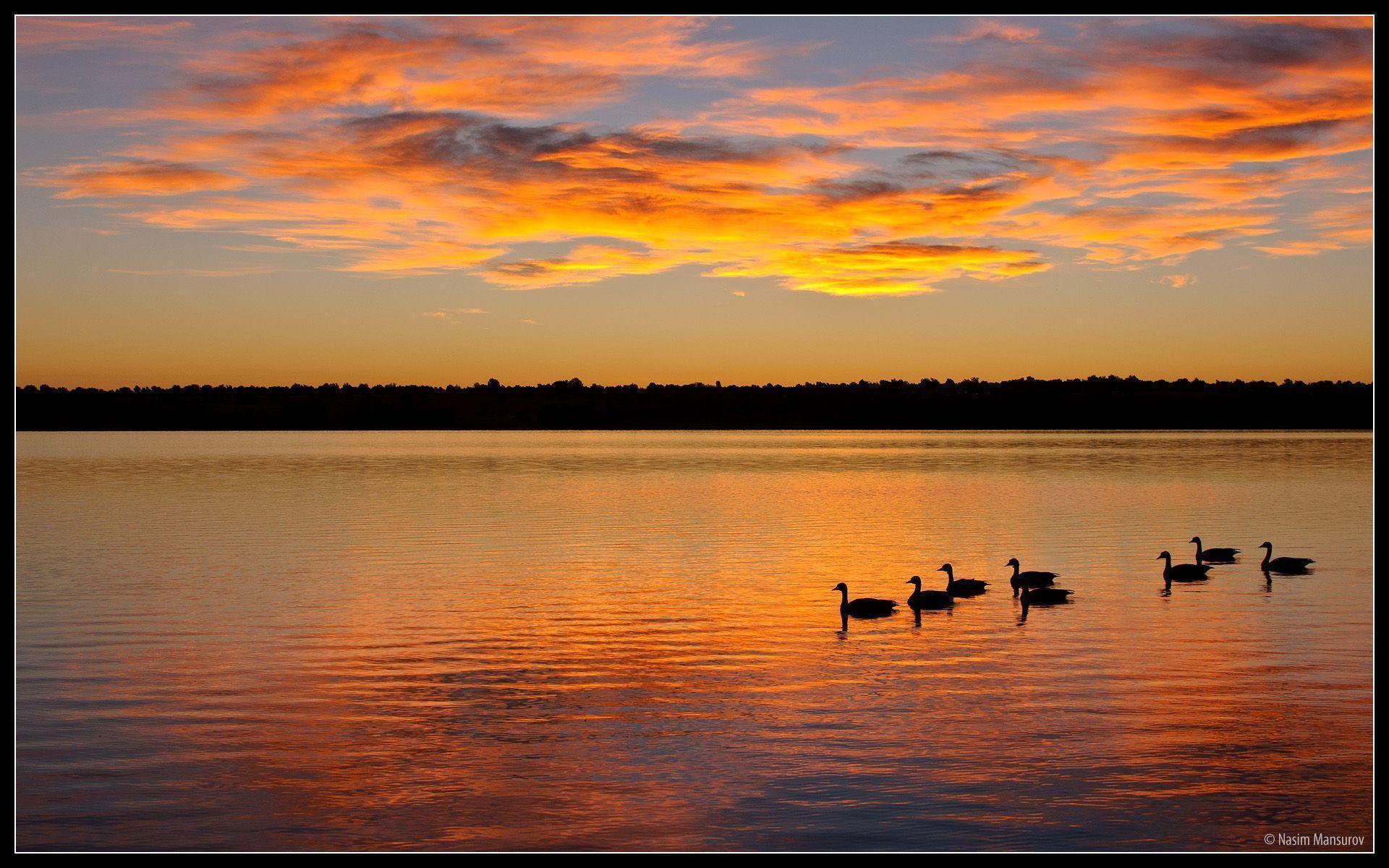 Geese Wallpapers - Wallpaper Cave