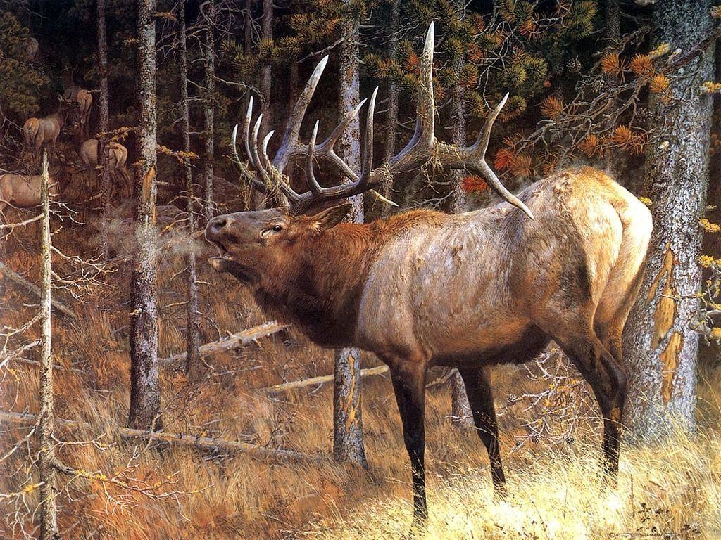 Cool Beautiful Deer Free Download 731 HD Wallpaper Picture. Top