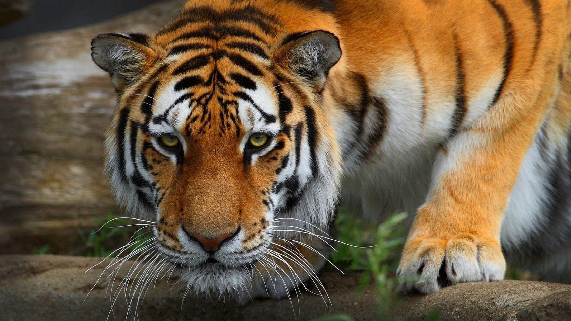 Tiger, Wildcat, Predator 01