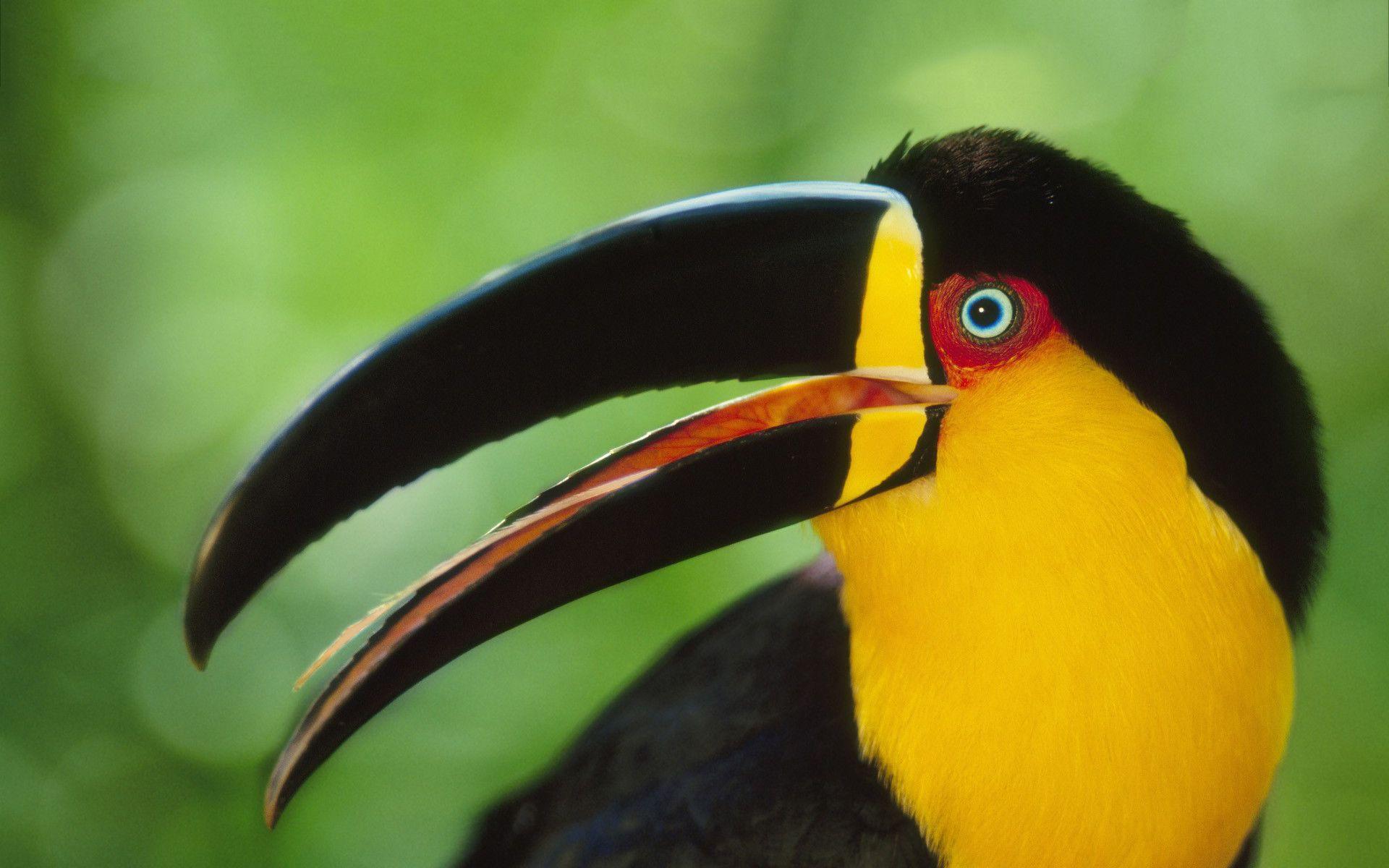 Colored toucan HD Wallpaper