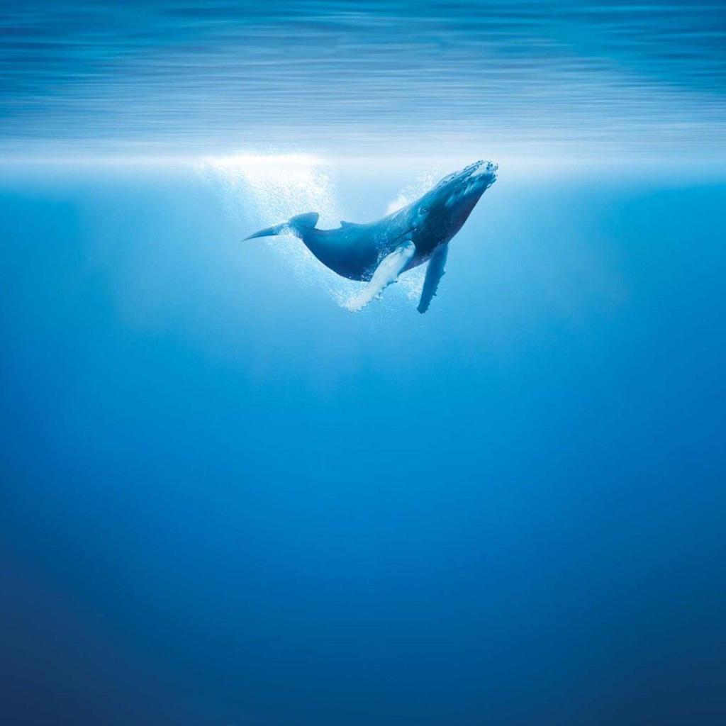 blue whale in body of water iPhone Wallpapers Free Download
