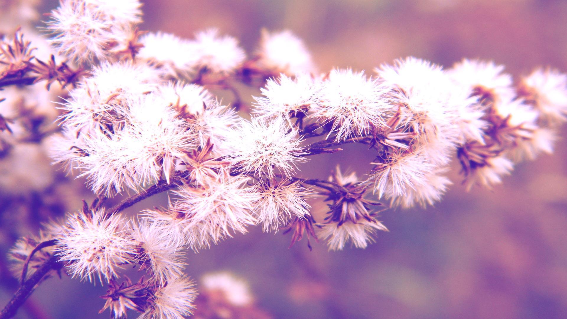 Beautiful Dandelion Background For Computer Widescreen and HD