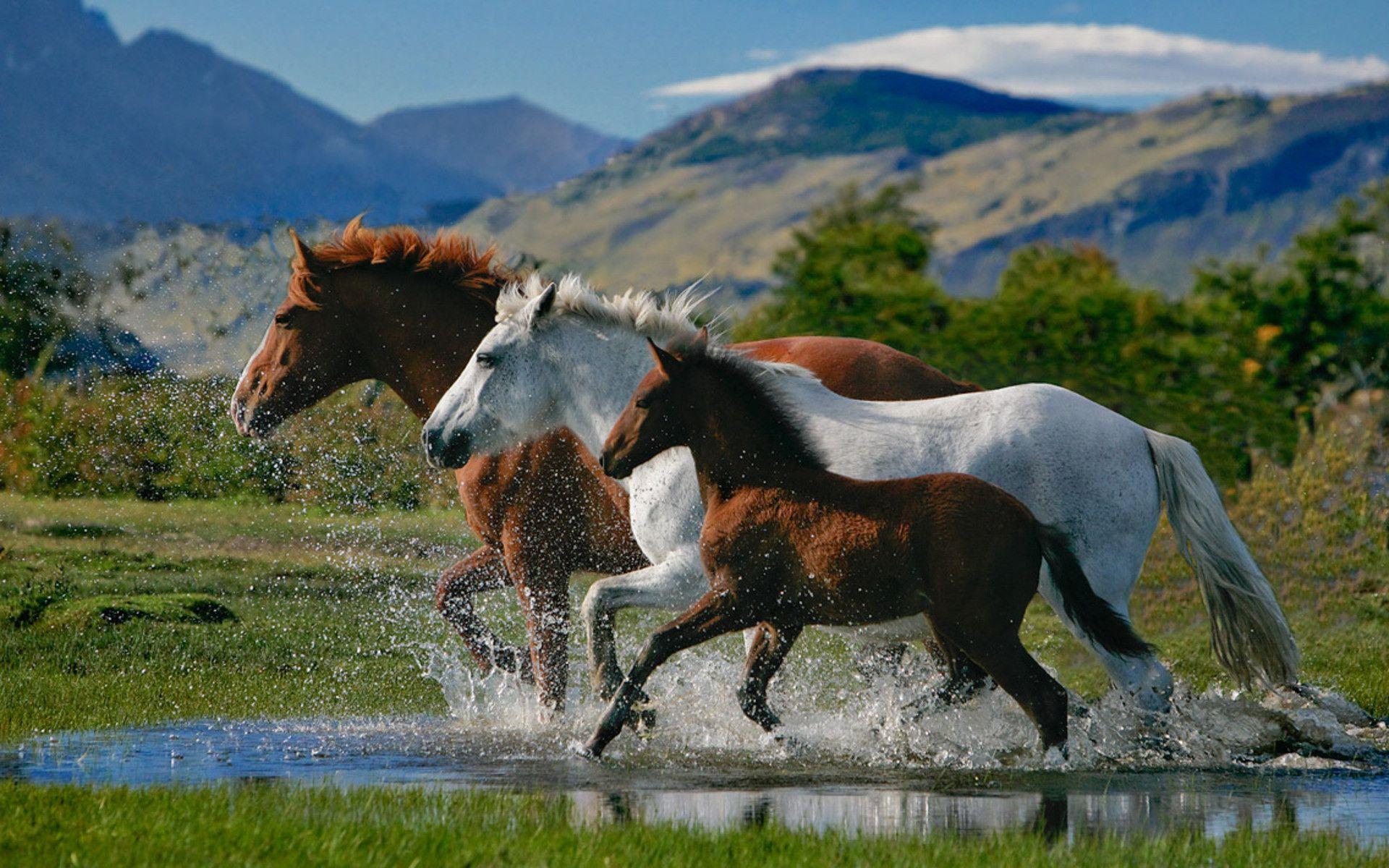 A Royal Set Of Horses (HD Wallpaper)