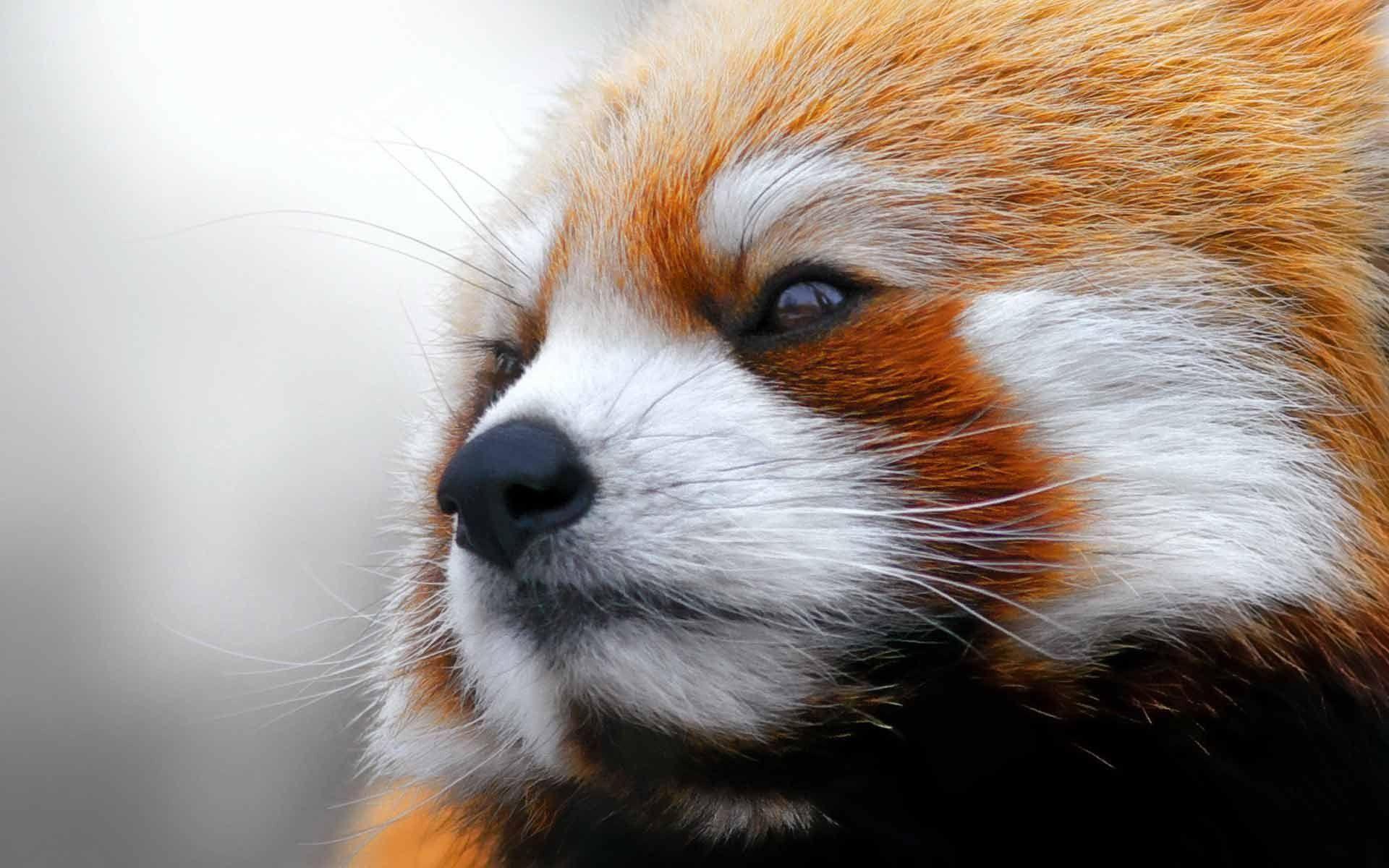 Red Panda Close Up Wallpaper Free Picture