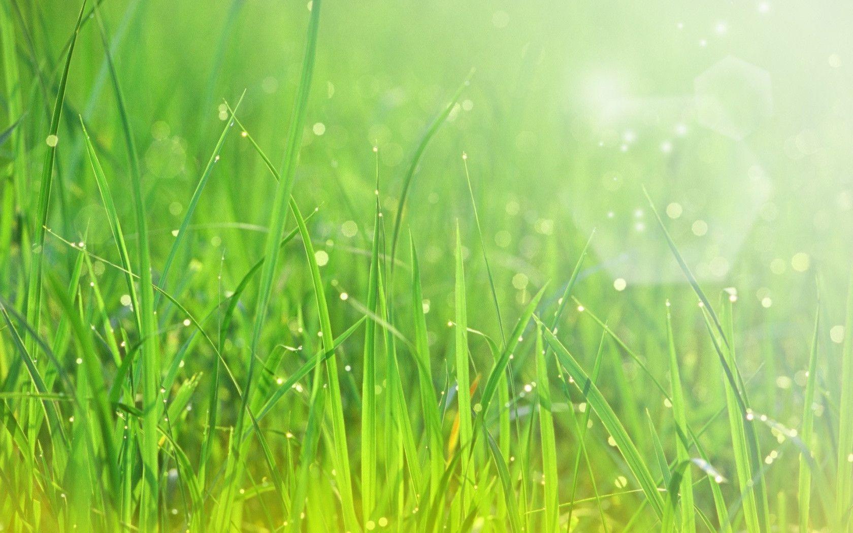 Green Grass Bokeh desktop wallpaper