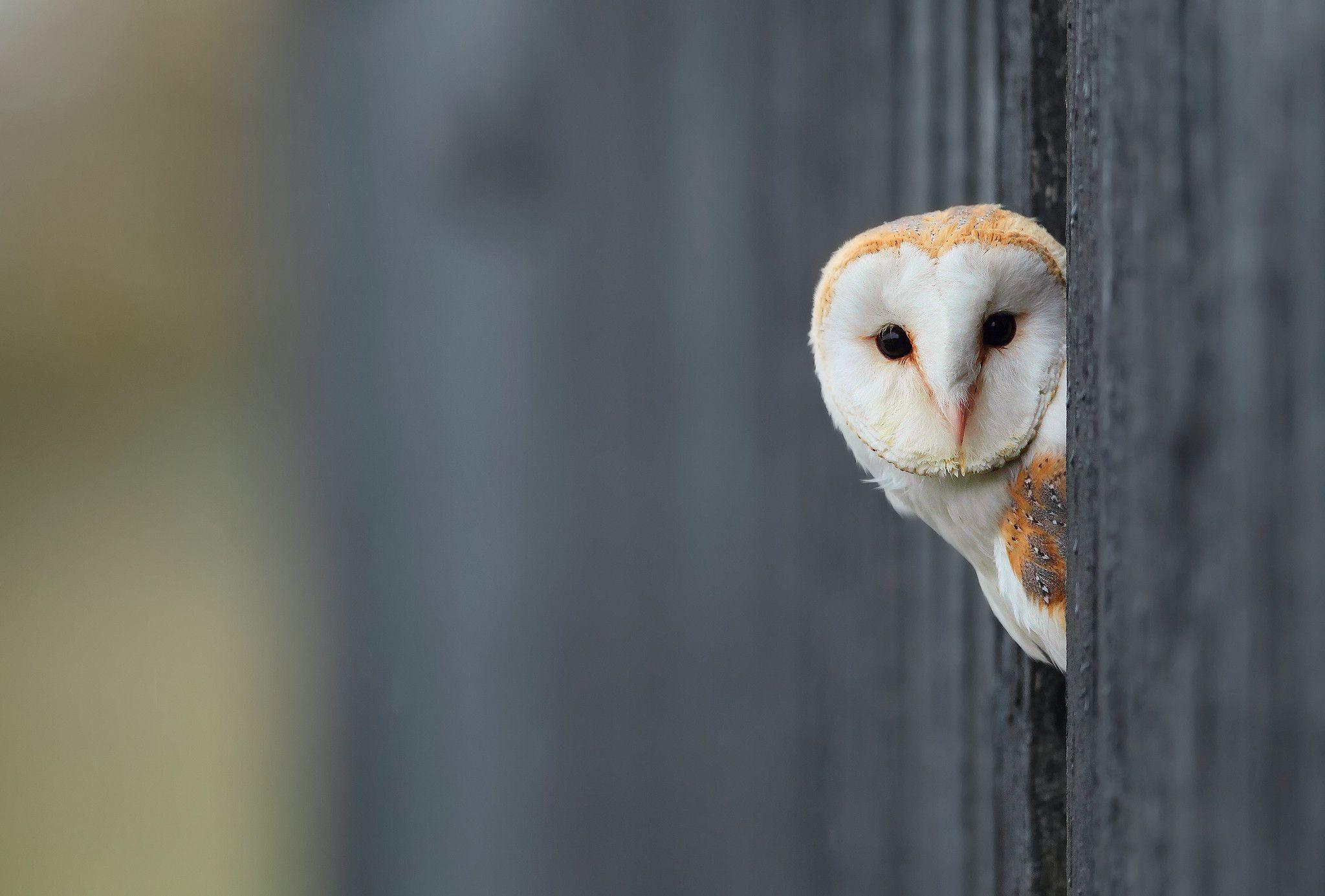 Wallpaper bird, owl, white, background wallpaper animals