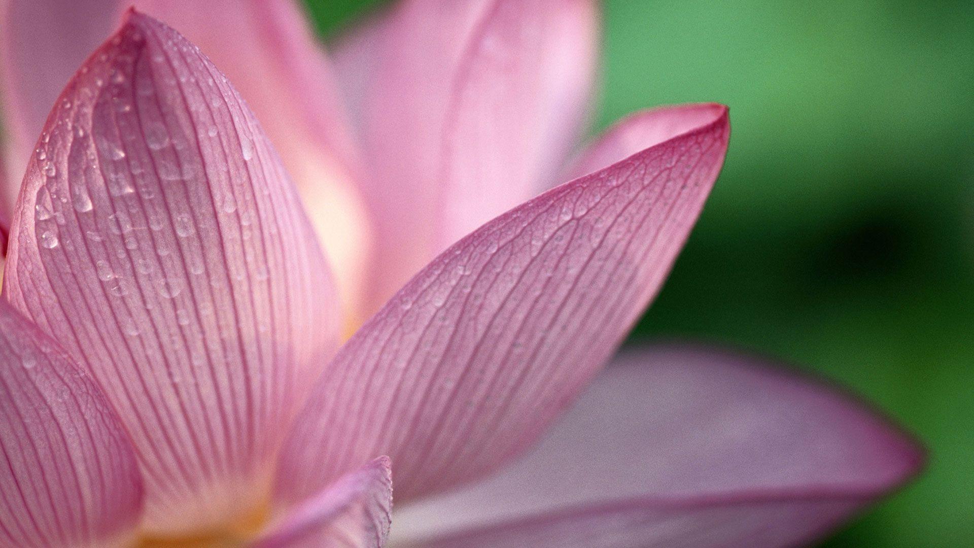 Flower Pink 1080p HD Wallpaper