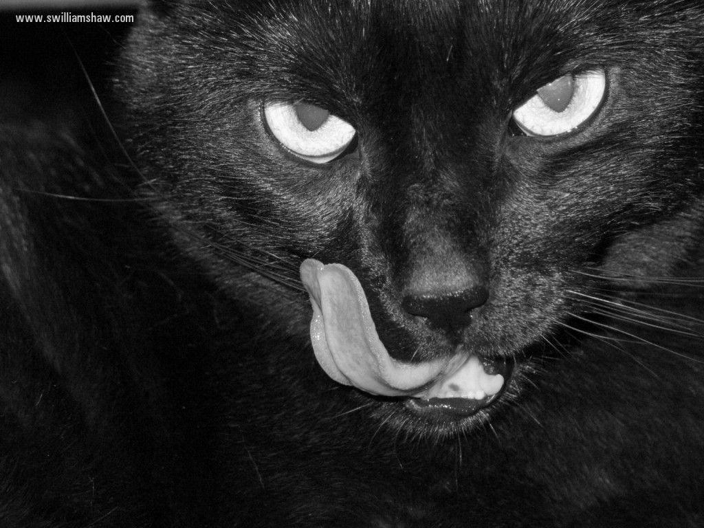 Scary Black Cat HD Wallpaper Desktop Wallpaper. WallscreenHD