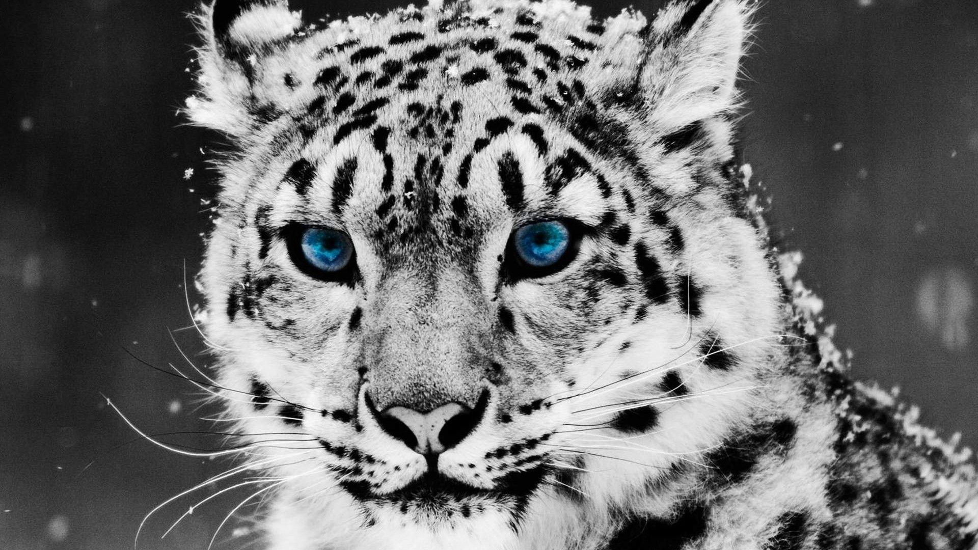 Wallpaper For > Snow Leopard Desktop Wallpaper