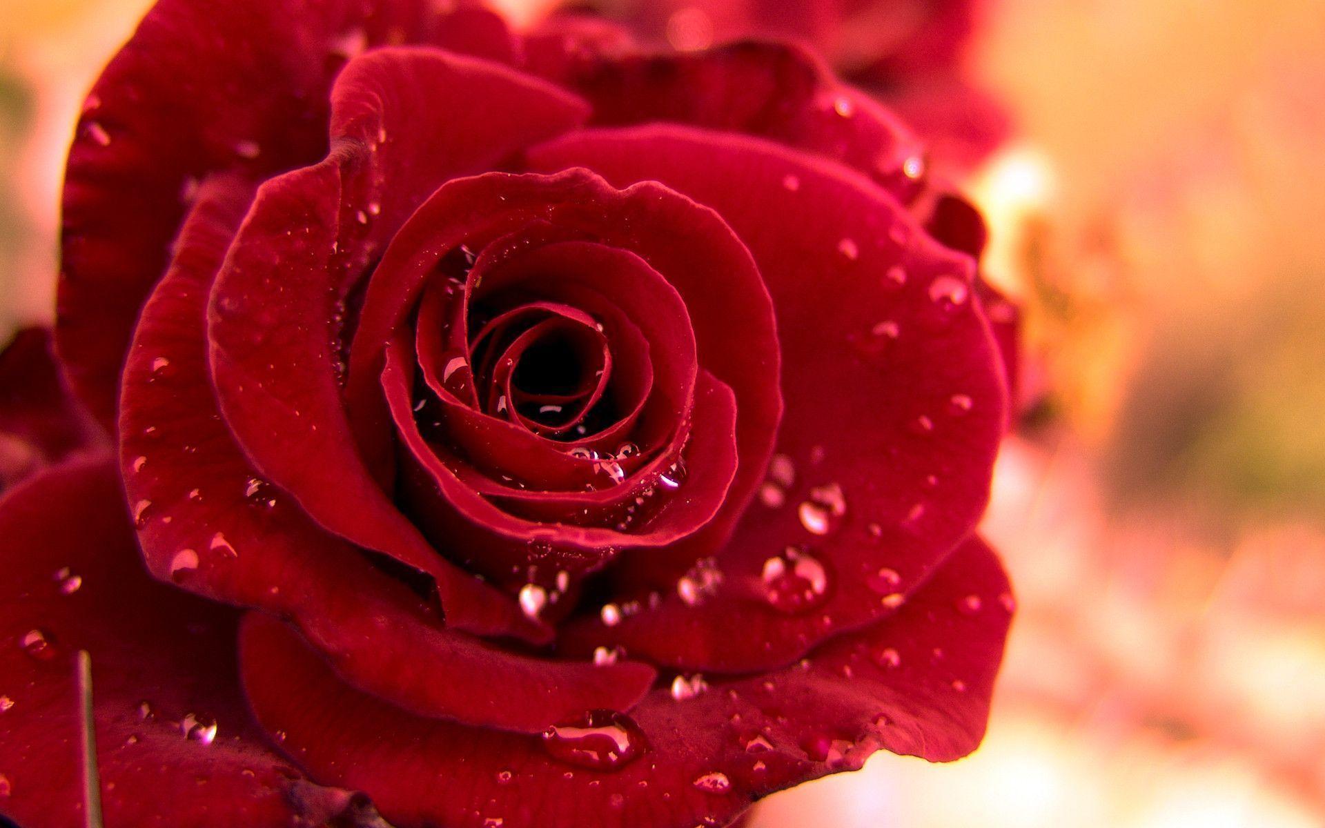 Hd Red Rose Wallpaper For Rose