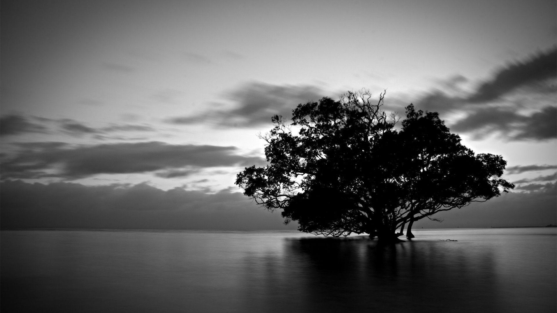 40 Gambar Tree Wallpaper Hd Black and White terbaru 2020