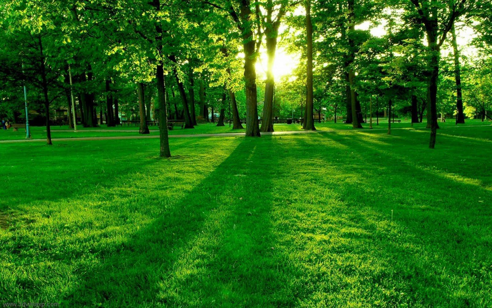 Green Nature HD Wallpapers