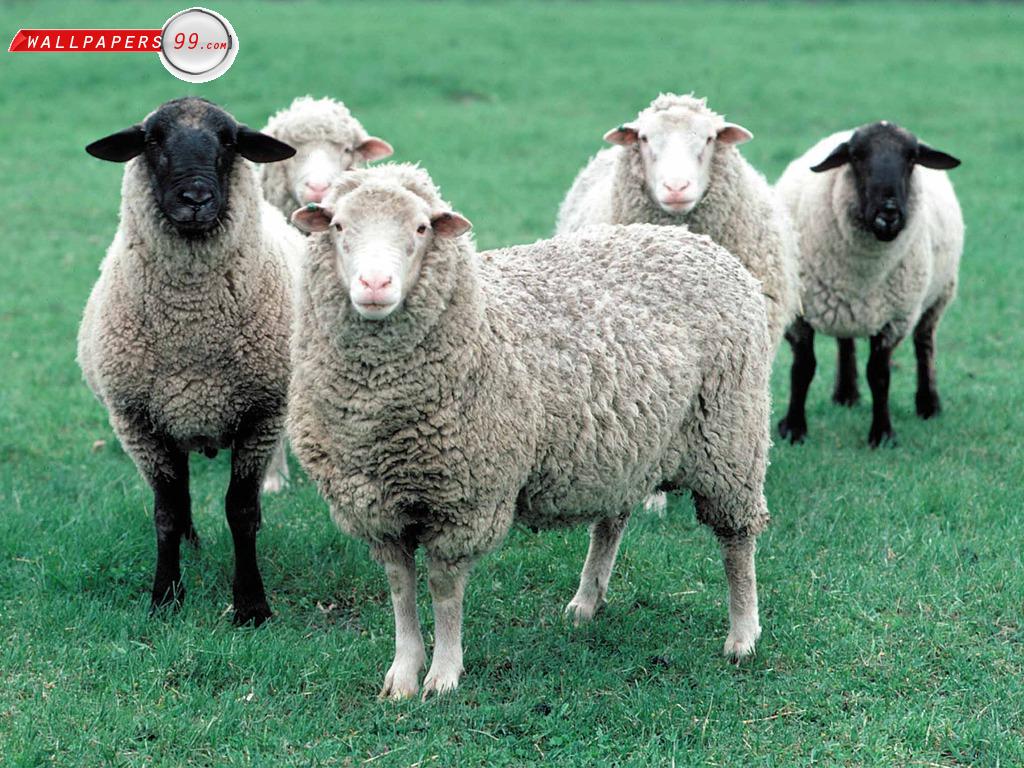 Free Sheep Wallpaper Photo Picture Image 1024x768 18683 Pdfcast