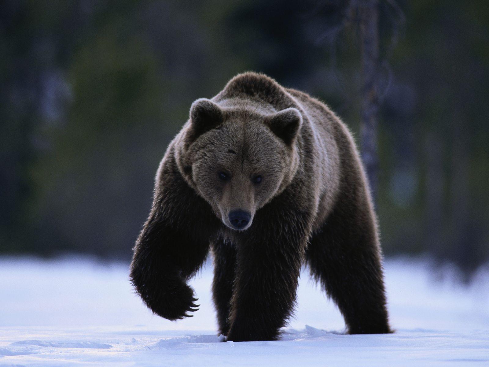Grizzly Bear, North American Brown Bear Wallpaper