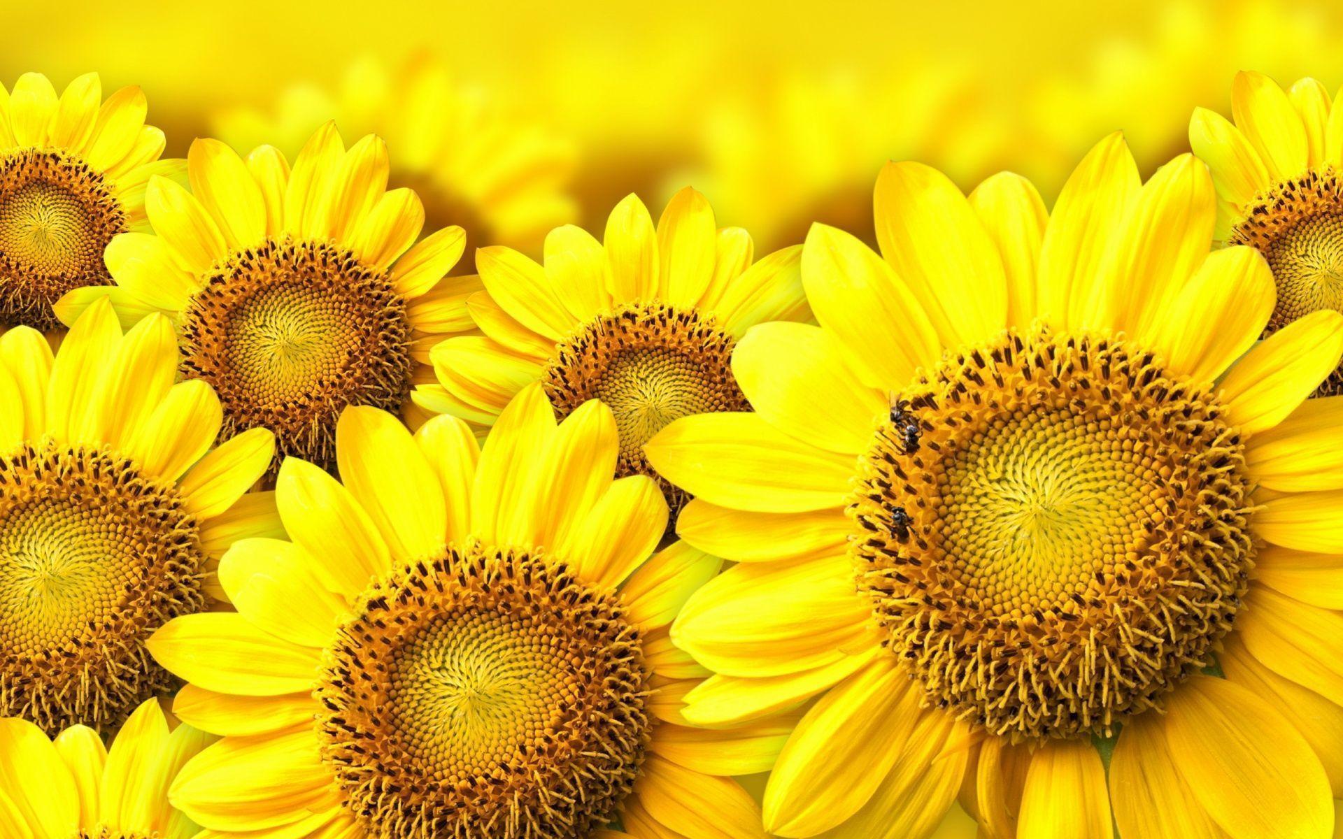 Sunflower Yellow Wallpaper High Res Image 7665 Wallpaper