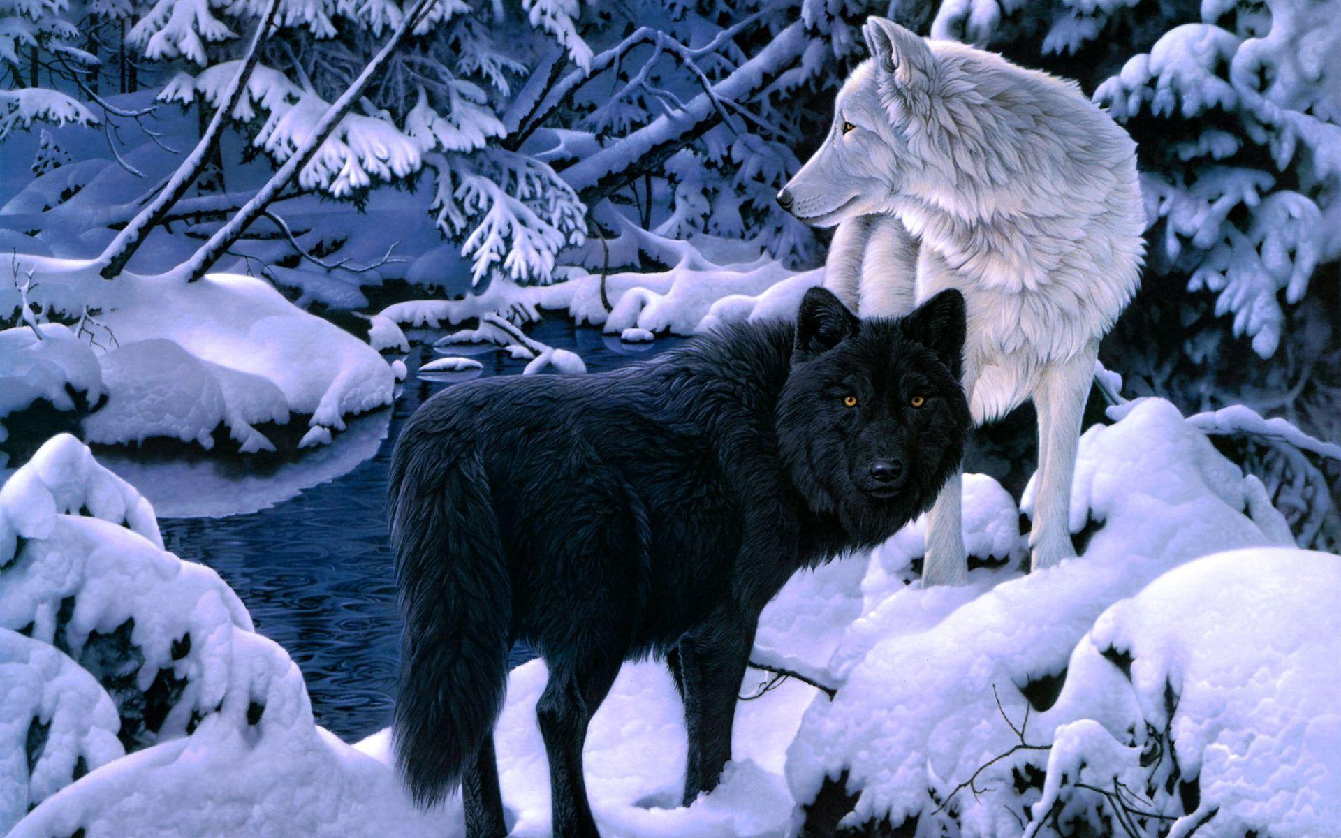 Wolf Wallpaper And Background HD Wallpaper