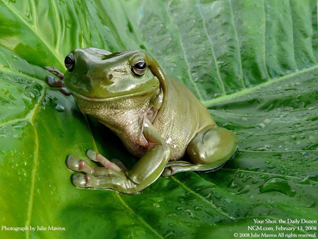 Cute frog Wallpaper Wallpaper 24852