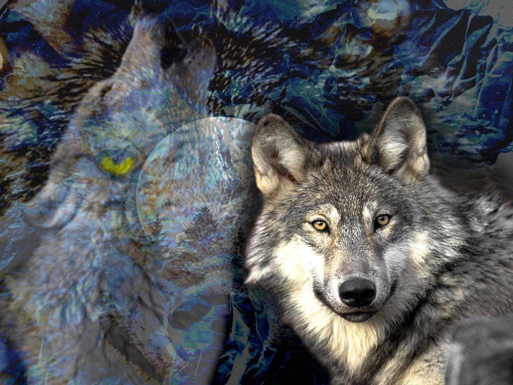 Wolf Wallpaper Wolves