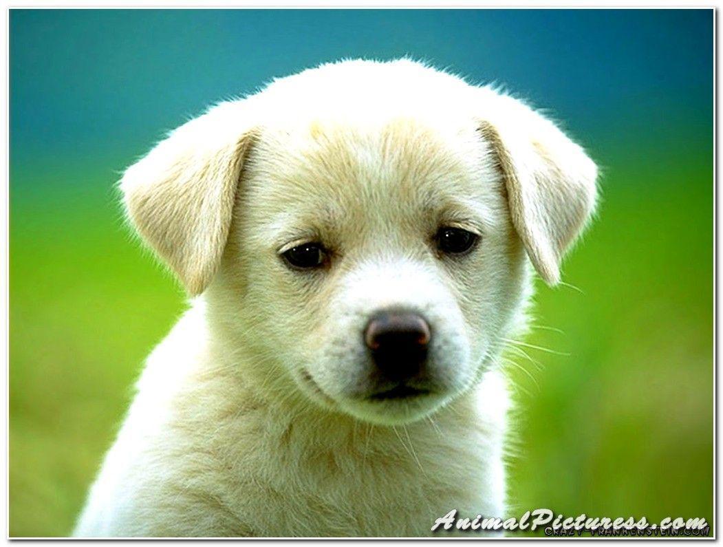 Cute Puppy Wallpaper. Large HD Wallpaper Database