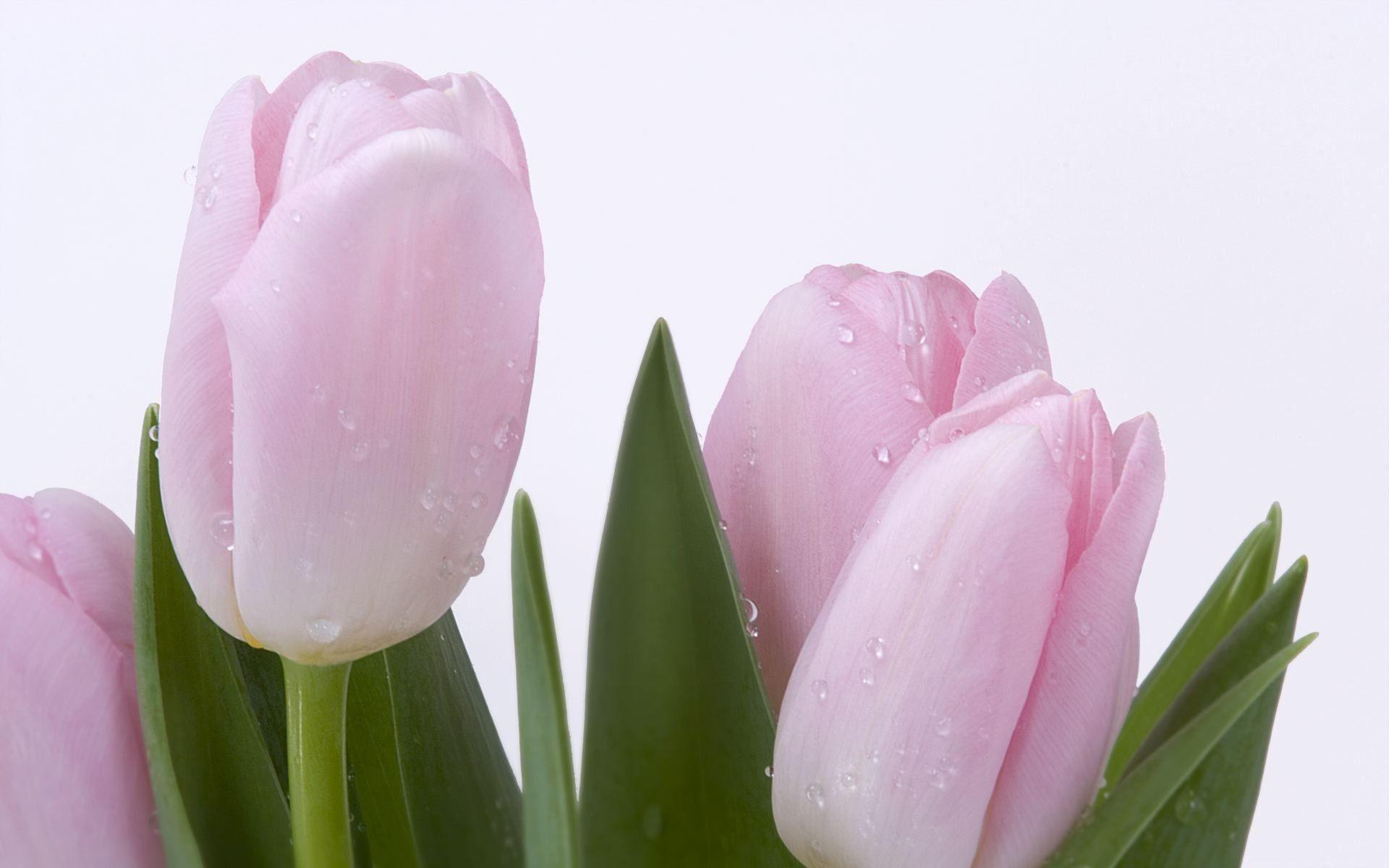 Pink tulips wallpaper #