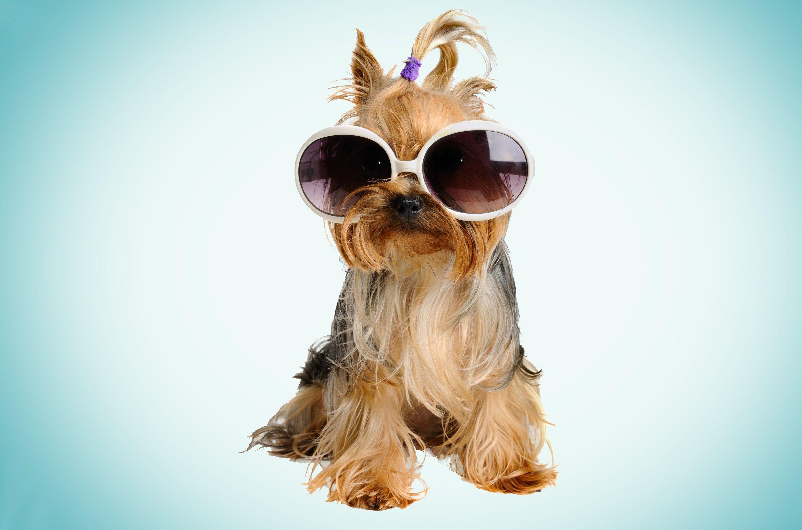 Free Fashion puppy desktop wallpaper 27201800