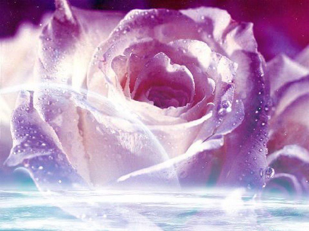 Flowers For > Purple Rose Wallpaper For Desktop Full Size