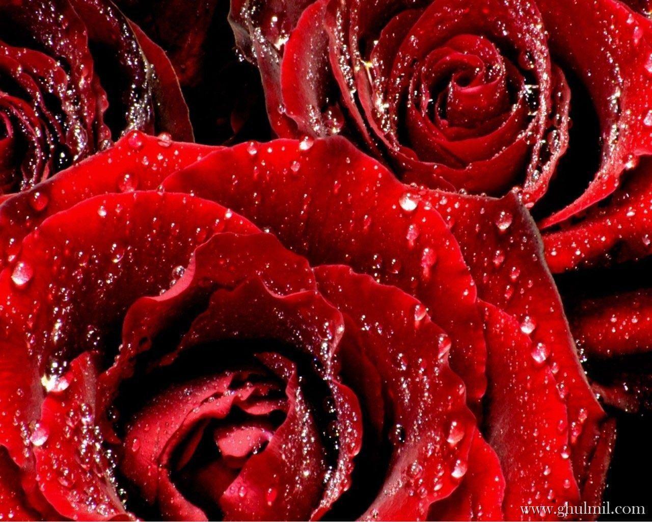 Red Rose Love Wallpapers Wallpaper Cave