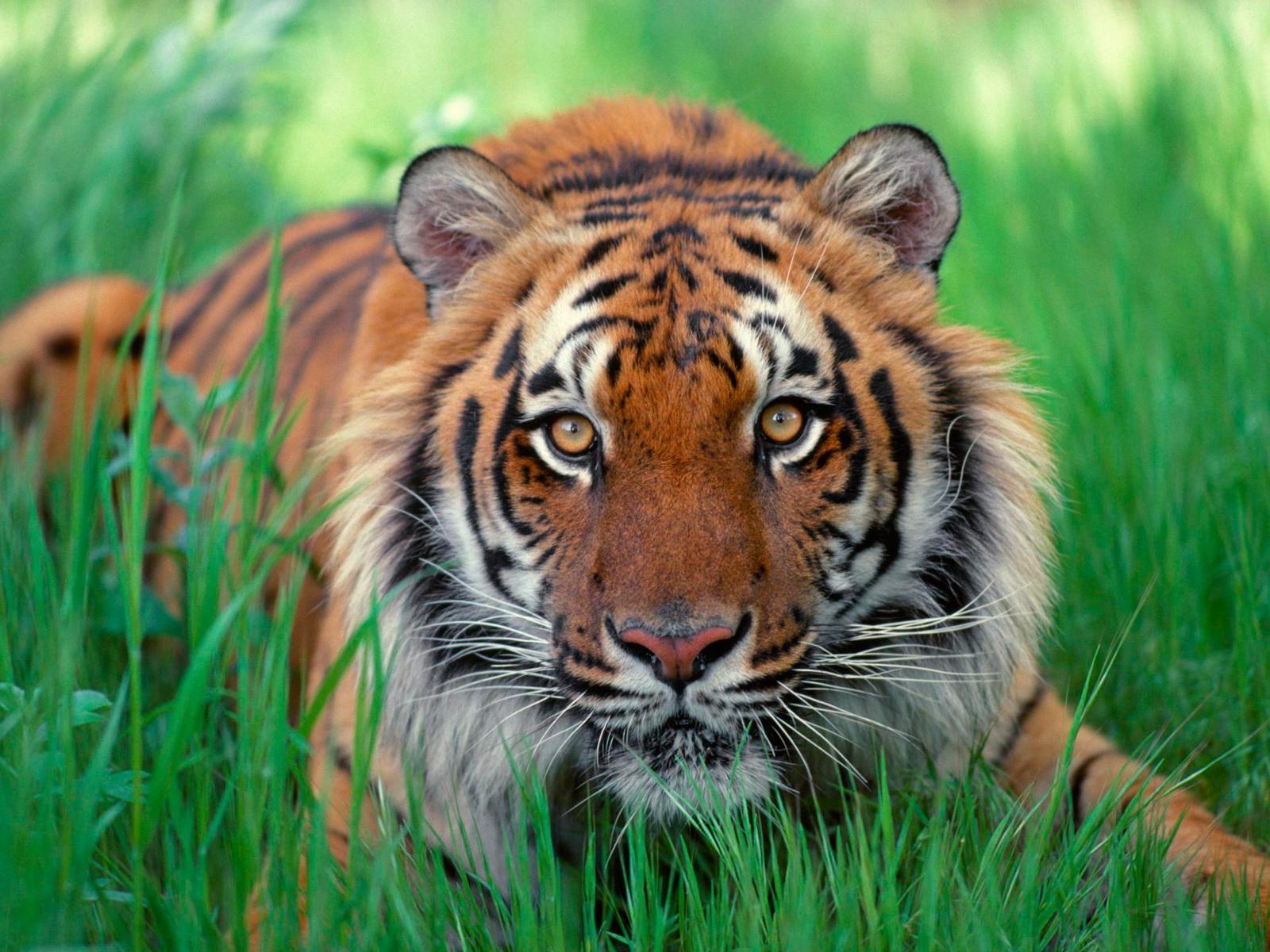 Tiger Desktop HD Wallpaper