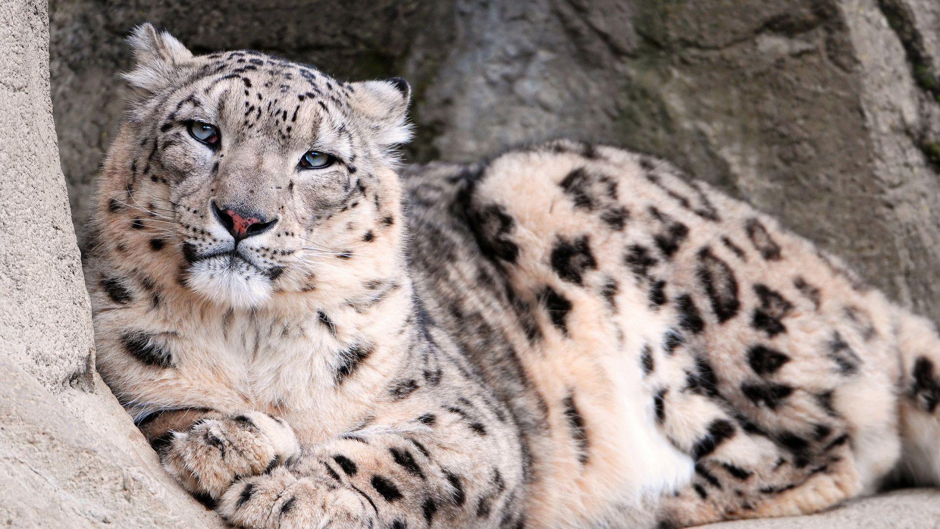 Snow Leopard HD Wallpaper and Background