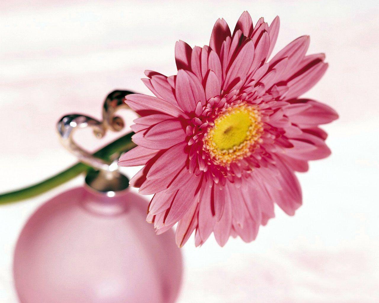 Premium Photo  Pink gerbera daisy flower spring nature