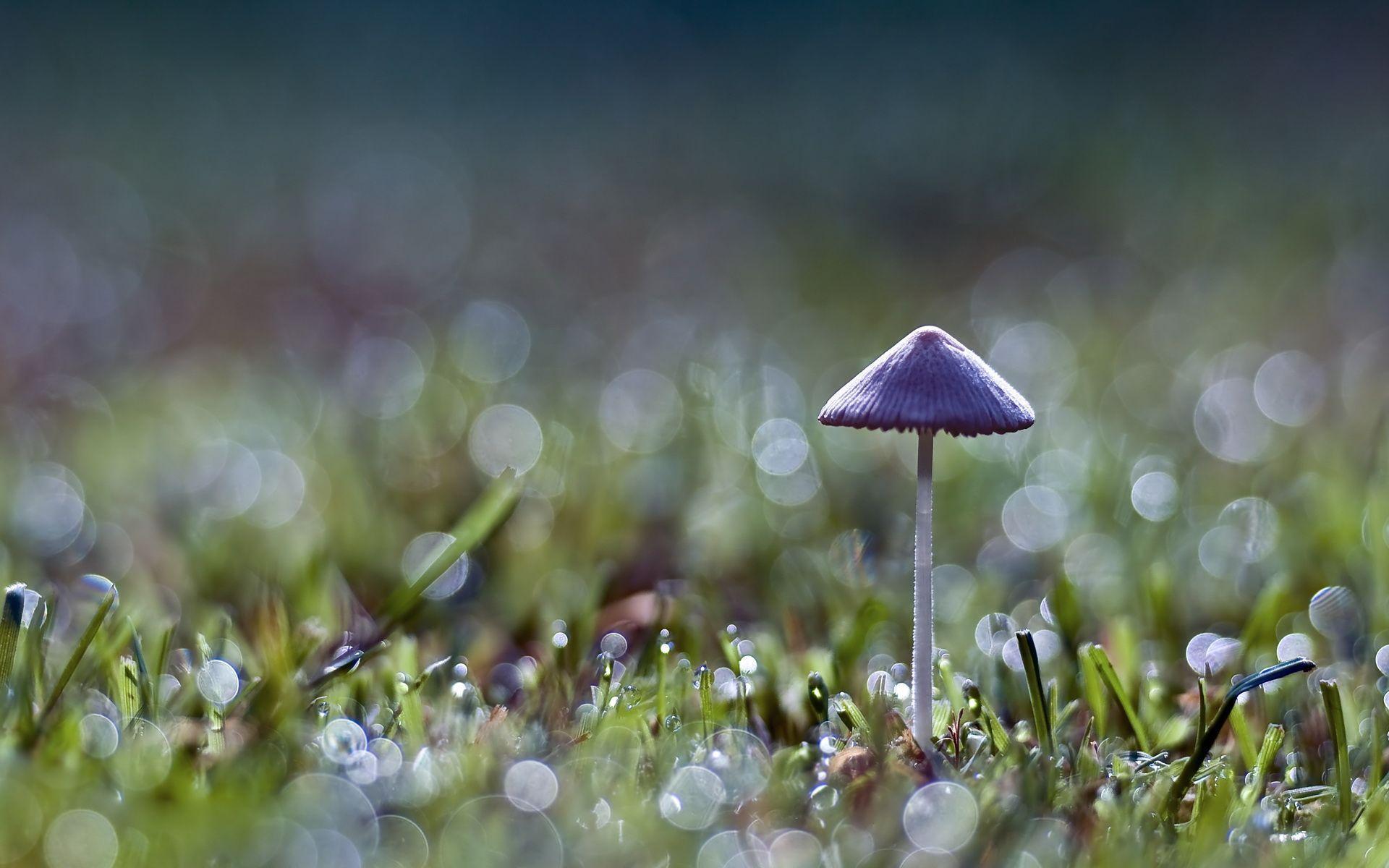 Lonely mushroom wallpaper and image, picture, photo