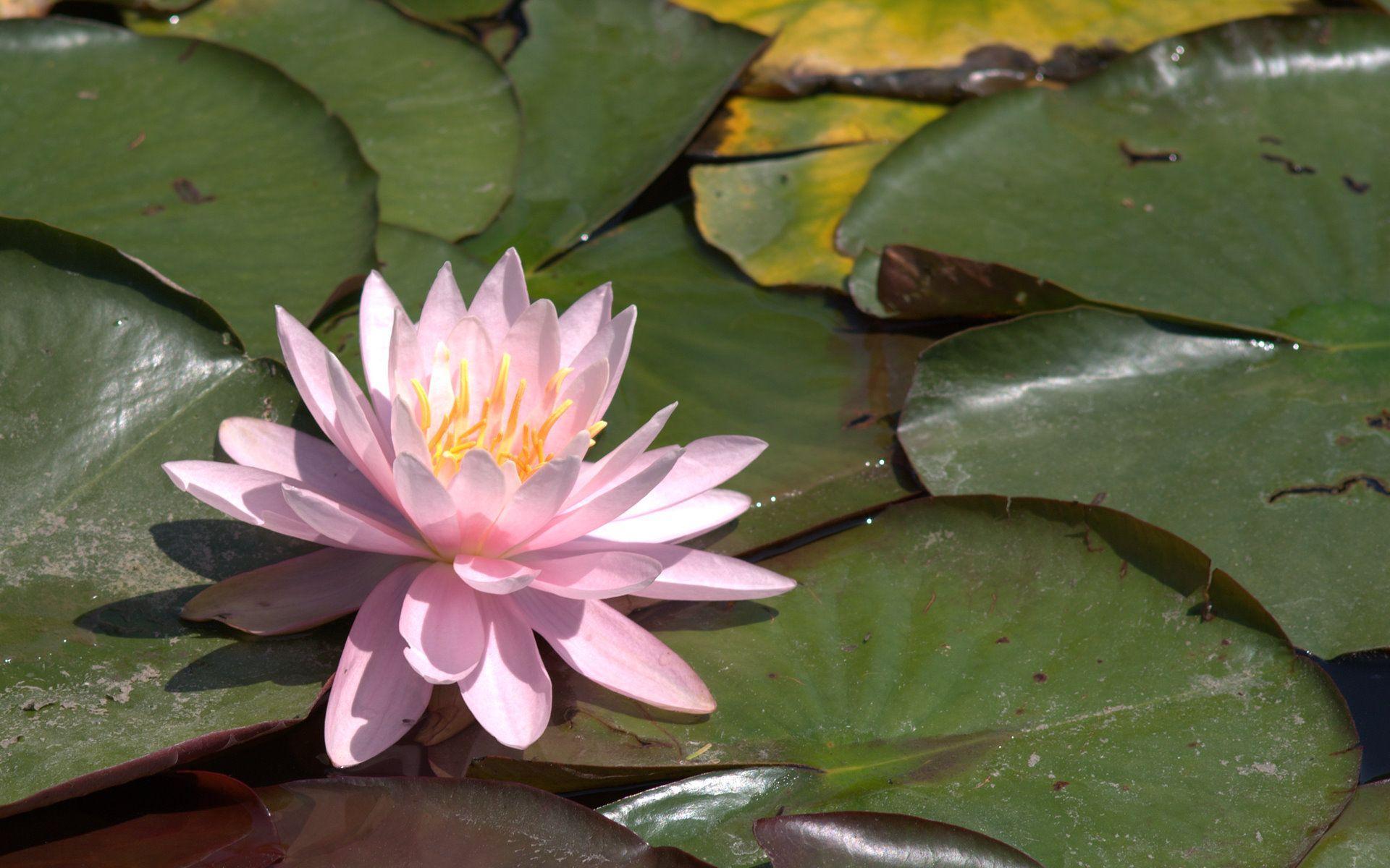Water Lily Game Water Lily Game