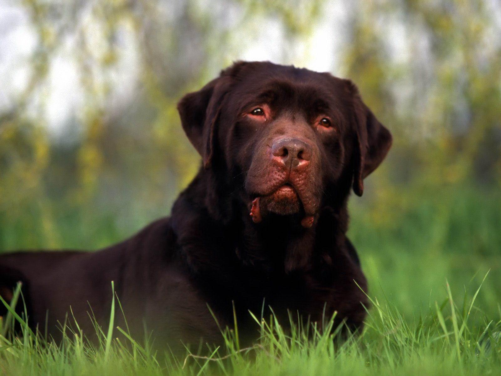 Chocolate black Labrador dog free desktop background