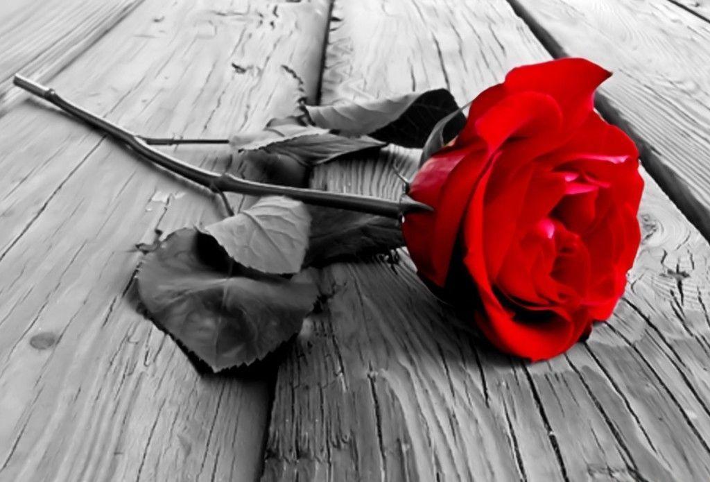 Red Rose Background, wallpaper, Red Rose Background HD wallpaper