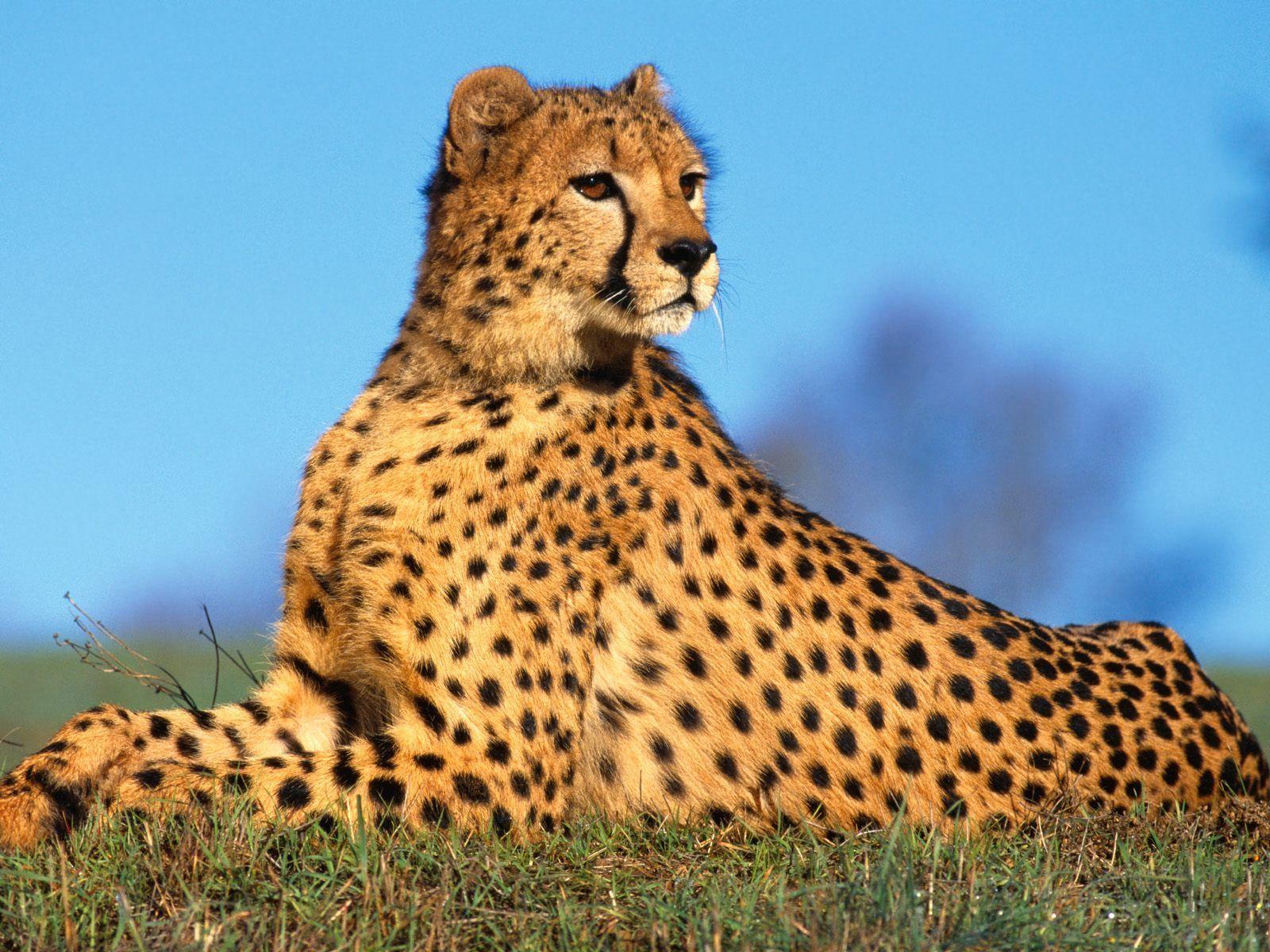 Cheetah Wallpaper Desktop HD. Cheetah, Image Of Cheetah