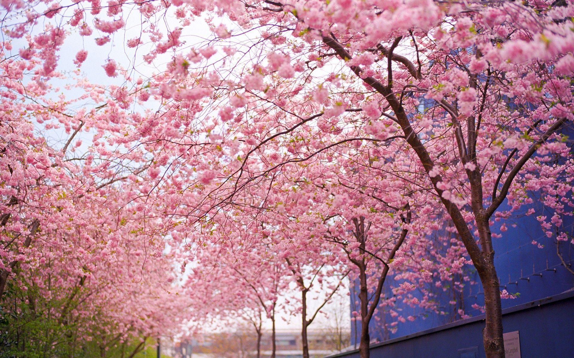 Wallpapers For > Desktop Backgrounds Cherry Blossom