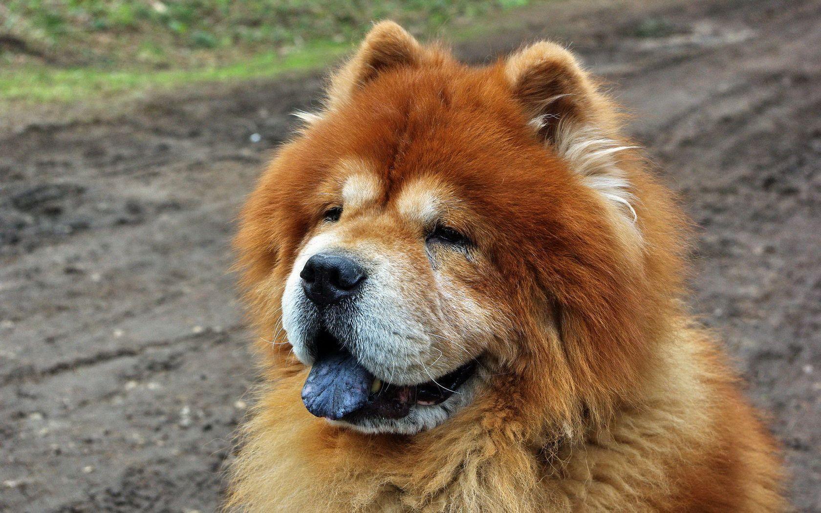Chow Chow Wallpaper. Chow Chow Background