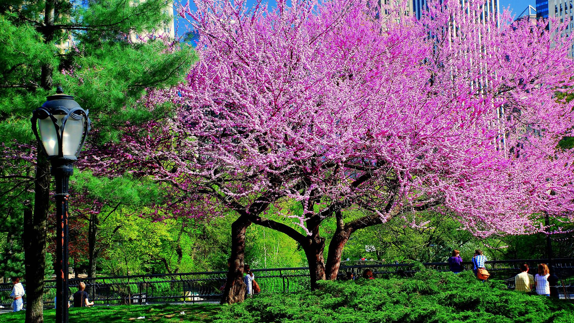 image For > Purple Tree Wallpaper