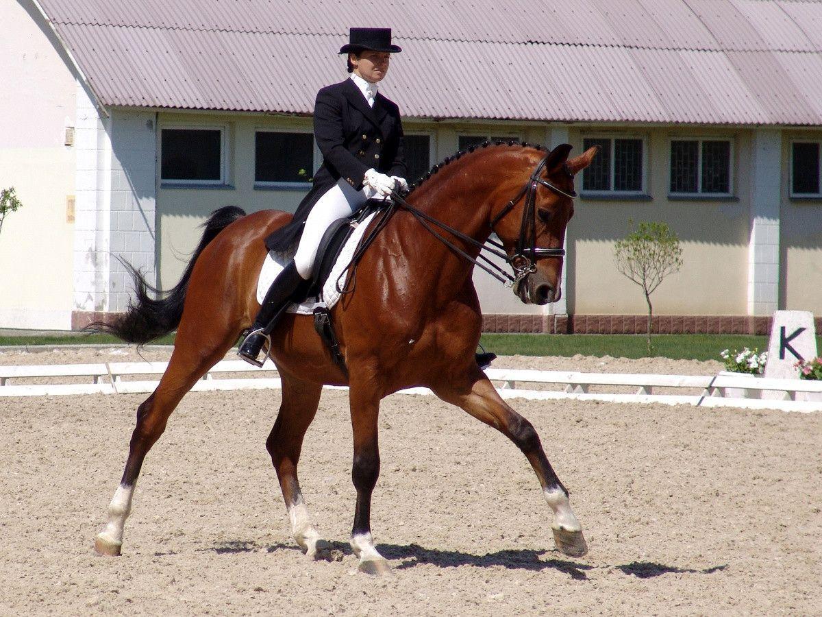Dressage Picture 14862 HD Desktop Background and Widescreen
