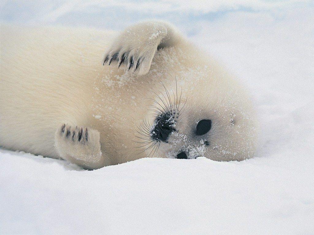 Baby Seal Wallpapers - Wallpaper Cave