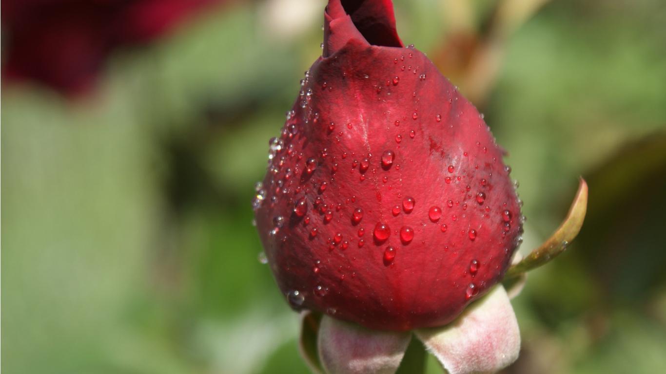 Dew Drops on Red Rose Wallpaper 1366x768. Hot HD Wallpaper