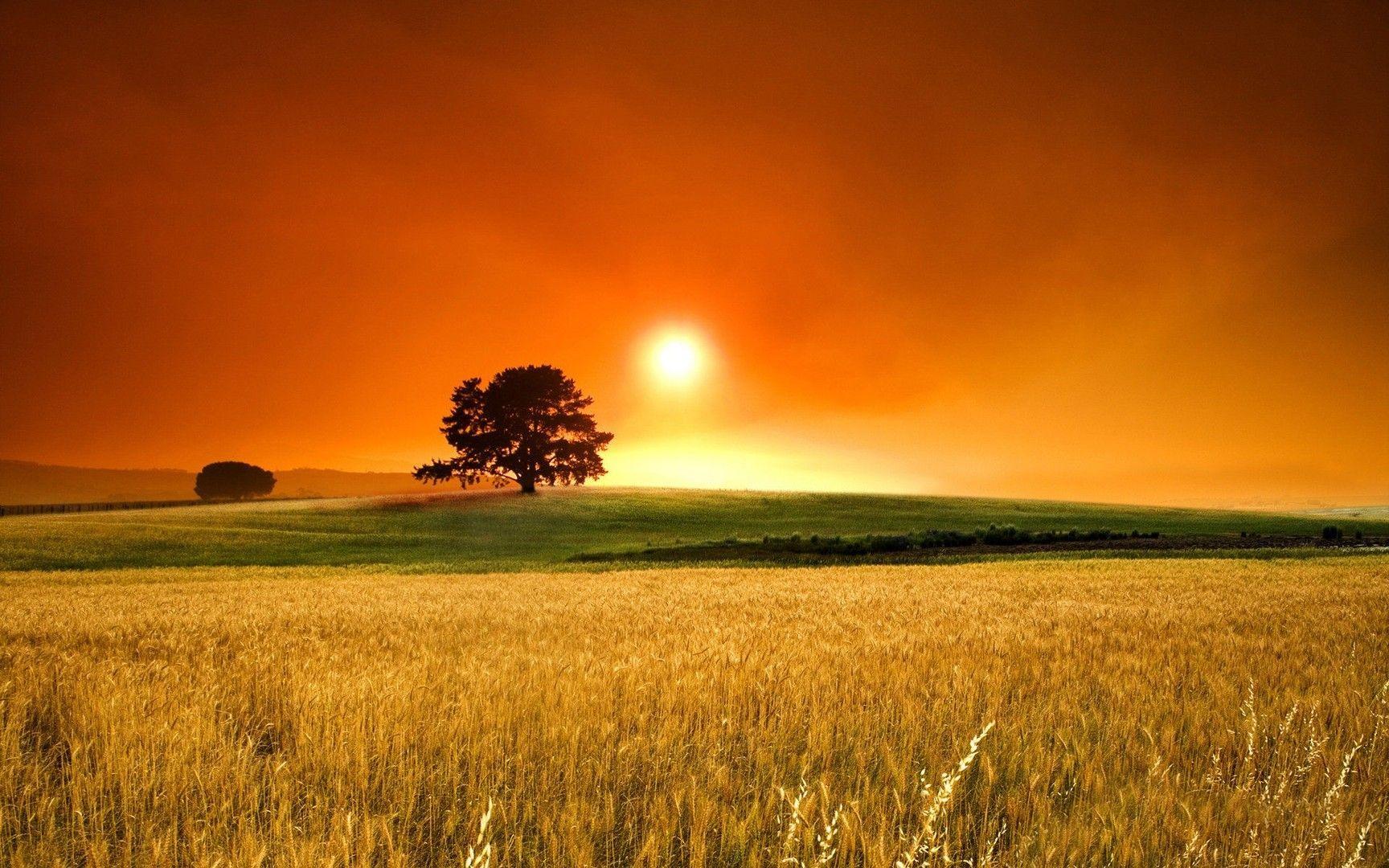 Grain fields at sunset with orange sky HD Wallpaper