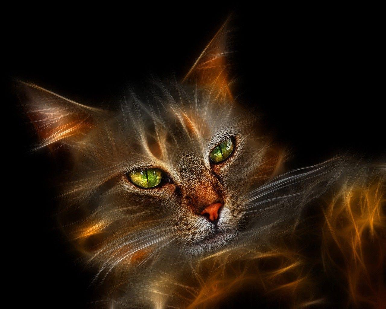 Cool Cat Wallpapers 5656 Wallpapers – 1600×1000 High Definition