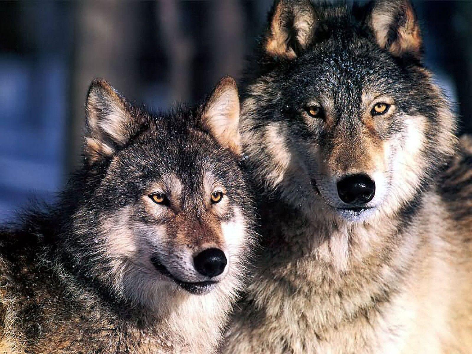wolves wallpaper