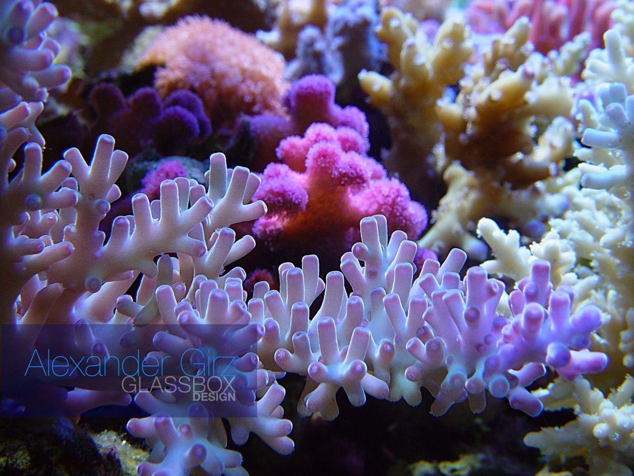 Wallpaper For > 3D Coral Reef Background