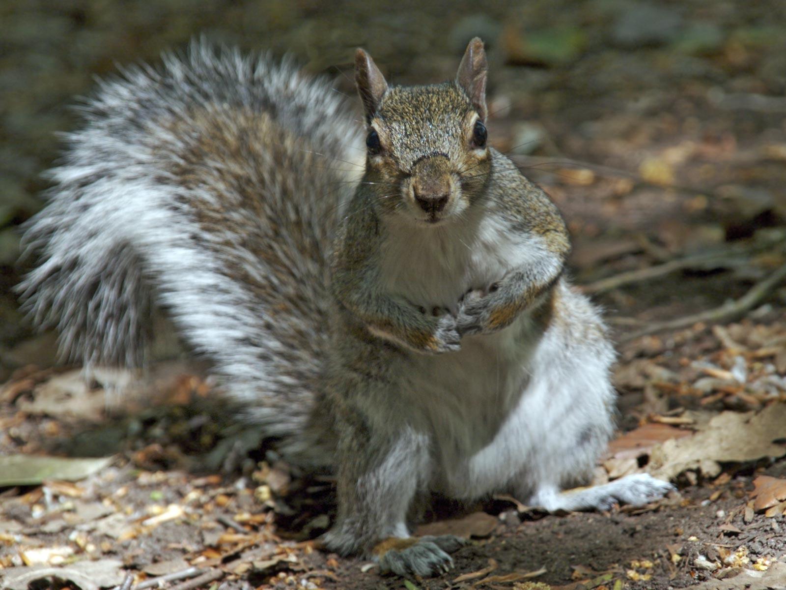 Curious Squirrel HD Wallpaper