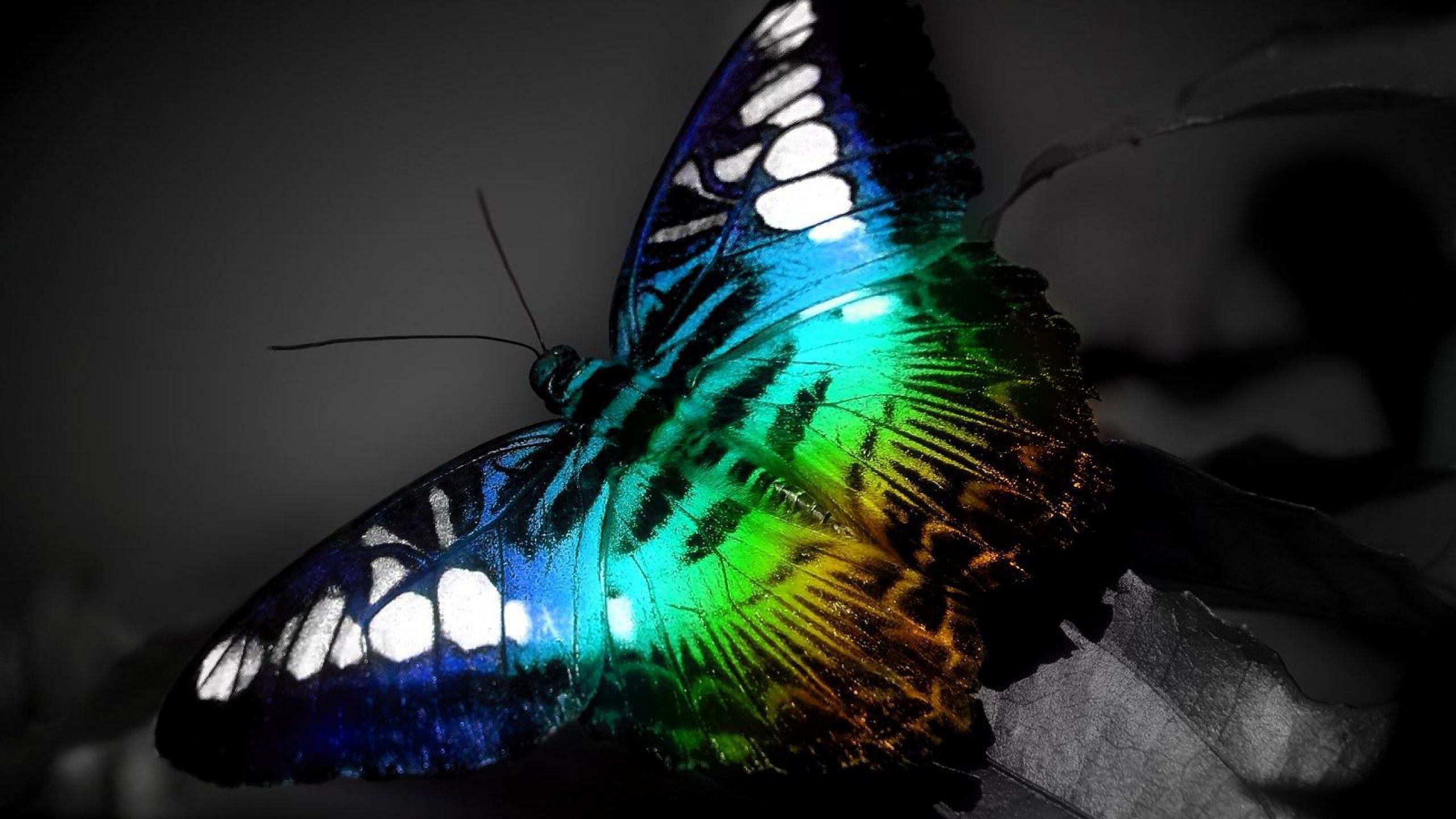 Butterfly HD Wallpapers - Wallpaper Cave