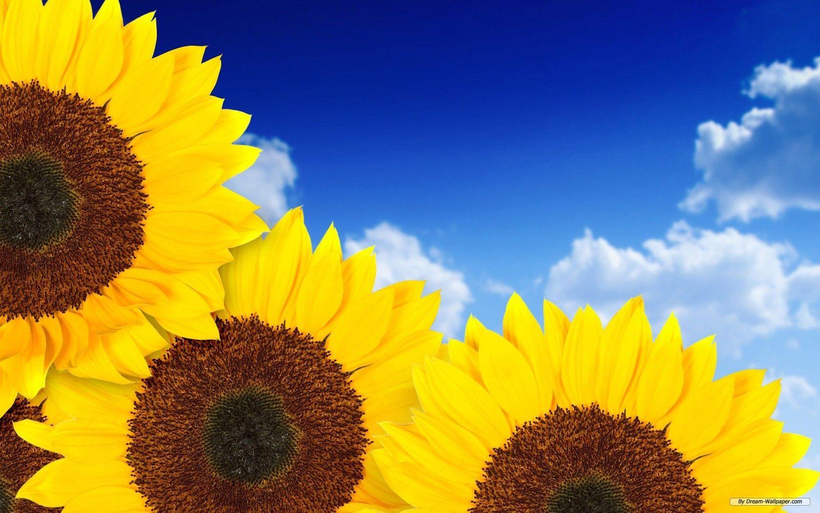 Sunflowers Background Wallpapers Sunflower Pictures Wallpaper Background  Image And Wallpaper for Free Download