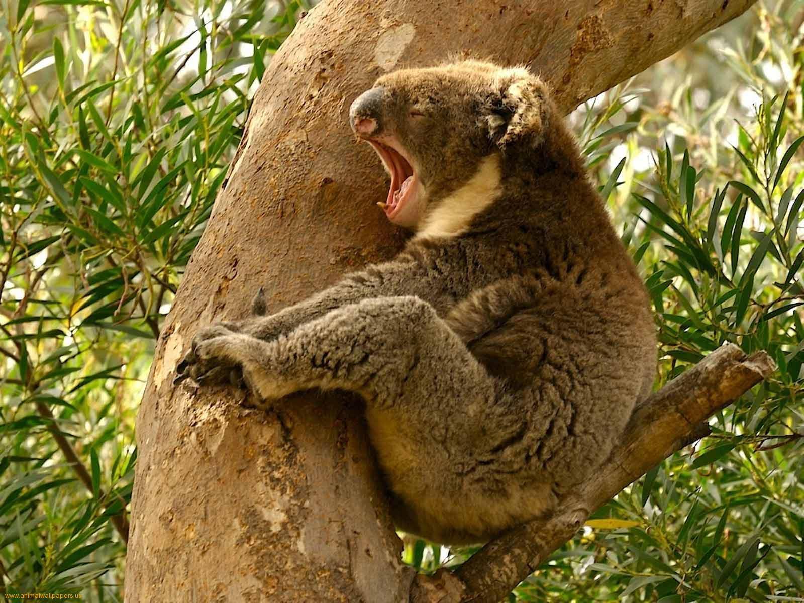 Animals For > Koala Bears Wallpaper