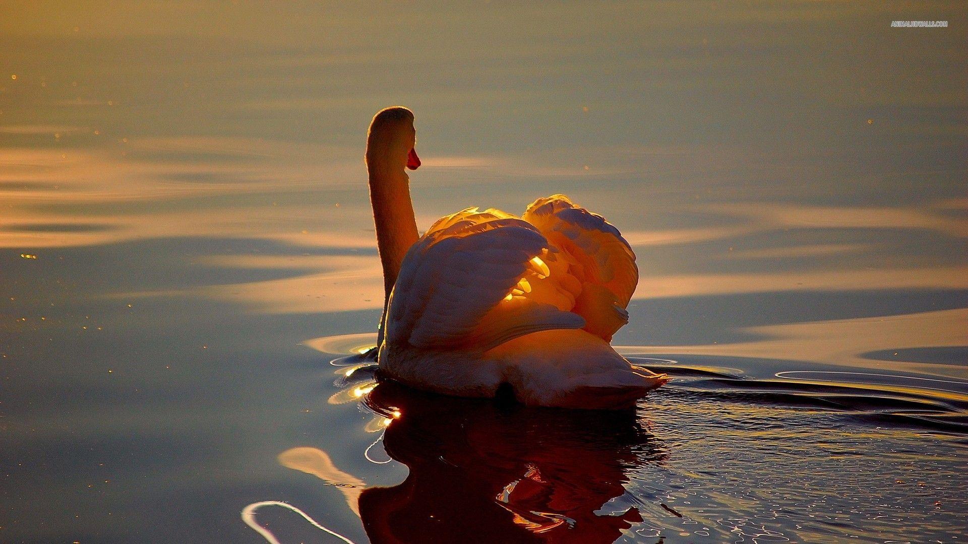 Swan wallpaper #